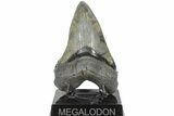 Serrated, 5.22" Fossil Megalodon Tooth - South Carolina - #203049-1